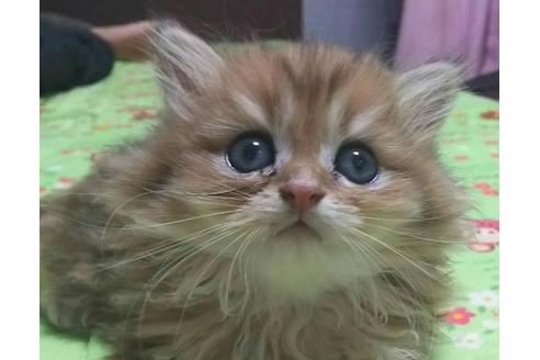 成約済の愛知県のペルシャ(チンチラ)-2879の3枚目